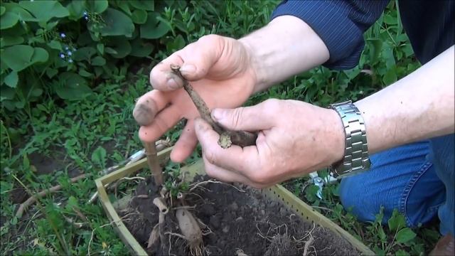 ГЕОРГИНЫ / DAHLIA. Как СОХРАНИТЬ до весны, как РАЗДЕЛИТЬ и как правильно ПОСАДИТЬ