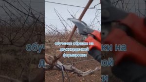 ОБРЕЗКА ВИНОГРАДА НЕ УКРЫВНОЙ