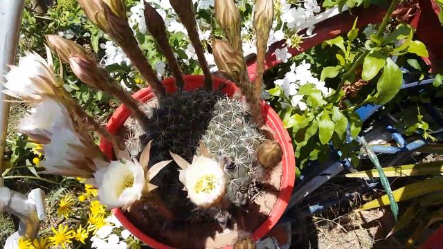Cactus Echinopsis / 1 смотреть онлайн