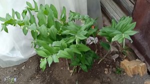 Купена-многолетнее растение для тенистого сада.м-н ДАЧА г.Каменск-Уральский 30.05.2023