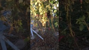 Антракноз на ежевике.