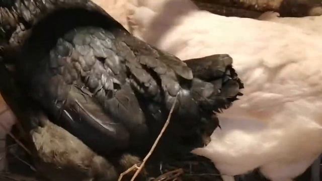 Куры несушки(пасхальное яйцо) смотреть онлайн