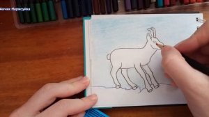 Нарисовать Серну / Нарисовать Животное / Нарисовать Животное Серну Draw a Chamois, A Family of Goat