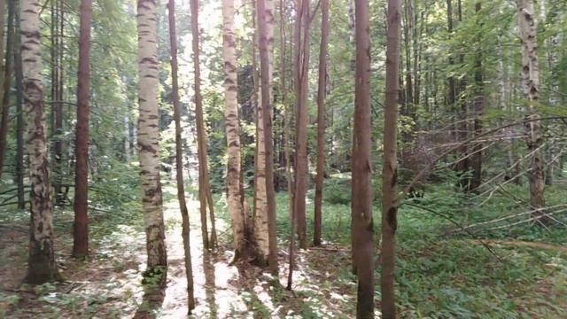 По лесным дорогам на Ниве за лисичками.