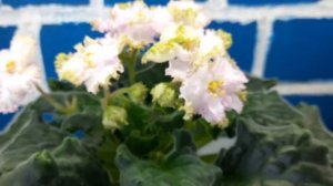 АВ-Загадочный лес