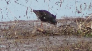 Турухтан, Птицы Новгородской области, наблюдение 7 мая 2023