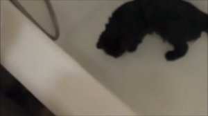 Видео урок . Как искупать кошку?\\\how to bathe a cat?