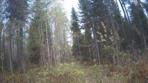 Охота на лося с лайкой 2021.Собака держит лося.Подошел к лосю почти в упор. Лоси тут.Moose Hunting.