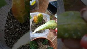 Адениум// укоренение листьев ,часть 2