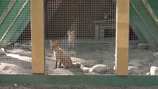 Незоопарк Мандроги и его животные. ASMR звуки леса. смотреть онлайн