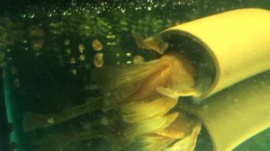 Нерест сомиков Анциструс Super Red Longfin