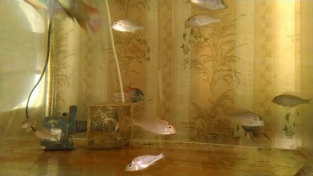 Летринопс Маргинатус ред фин смотреть онлайн