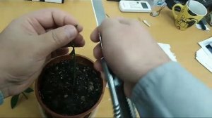 Прививка Цитрусовых методом в Расщеп