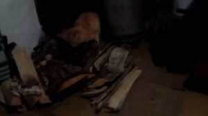 Размножение кошек