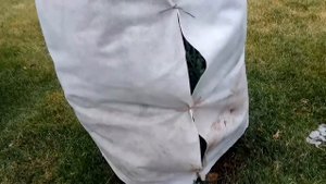 Укрытие можжевельника безкаркасным способом в зиму.