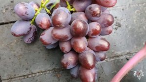 Виноград Эмир. Стадия полного созревания урожая
