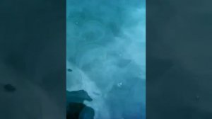 Нашествие медуз в Новороссийске