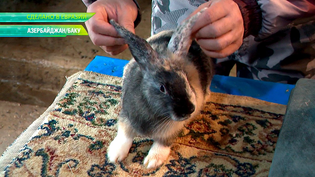 Кролиководство в Азербайджане. Прибыльное разведение редких видов кроликов