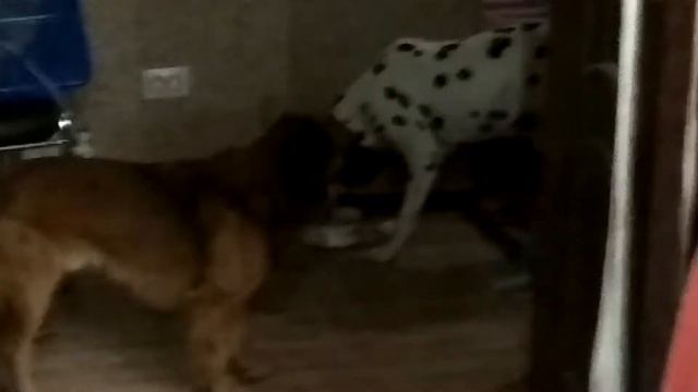 ОН выполняет команды, ОН открывает двери, ОН гремит пустой миской, ОН ловит мышей! КТО ОН??? смотреть онлайн