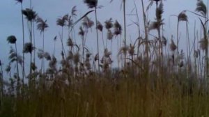 Подушка для пчёл