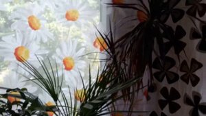 ЦВЕТЫ ДОМА, обзор моих домашних цветов