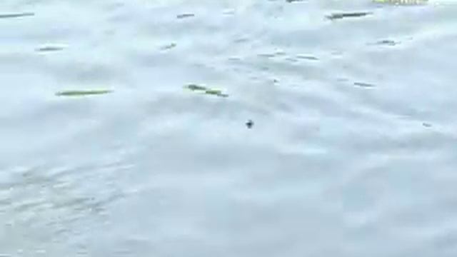 Болонская удочка.flv
