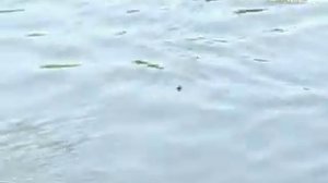 Болонская удочка.flv