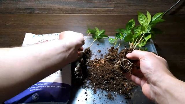 НАПИТОК БОГОВ ИЛИ КАК ВЫРАСТИТЬ КОФЕ В ДОМАШНИХ УСЛОВИЯХ смотреть онлайн