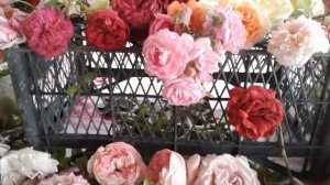 вьющиеся розы   обзор  сортов питомник Полины Козловой