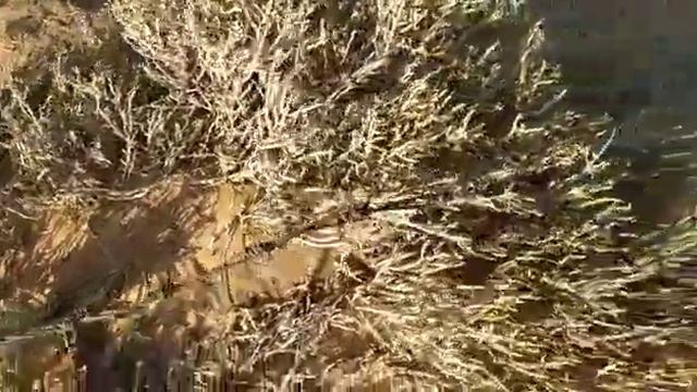 Питание верблюд в Египте... Колючка сухая и в дефиците смотреть онлайн