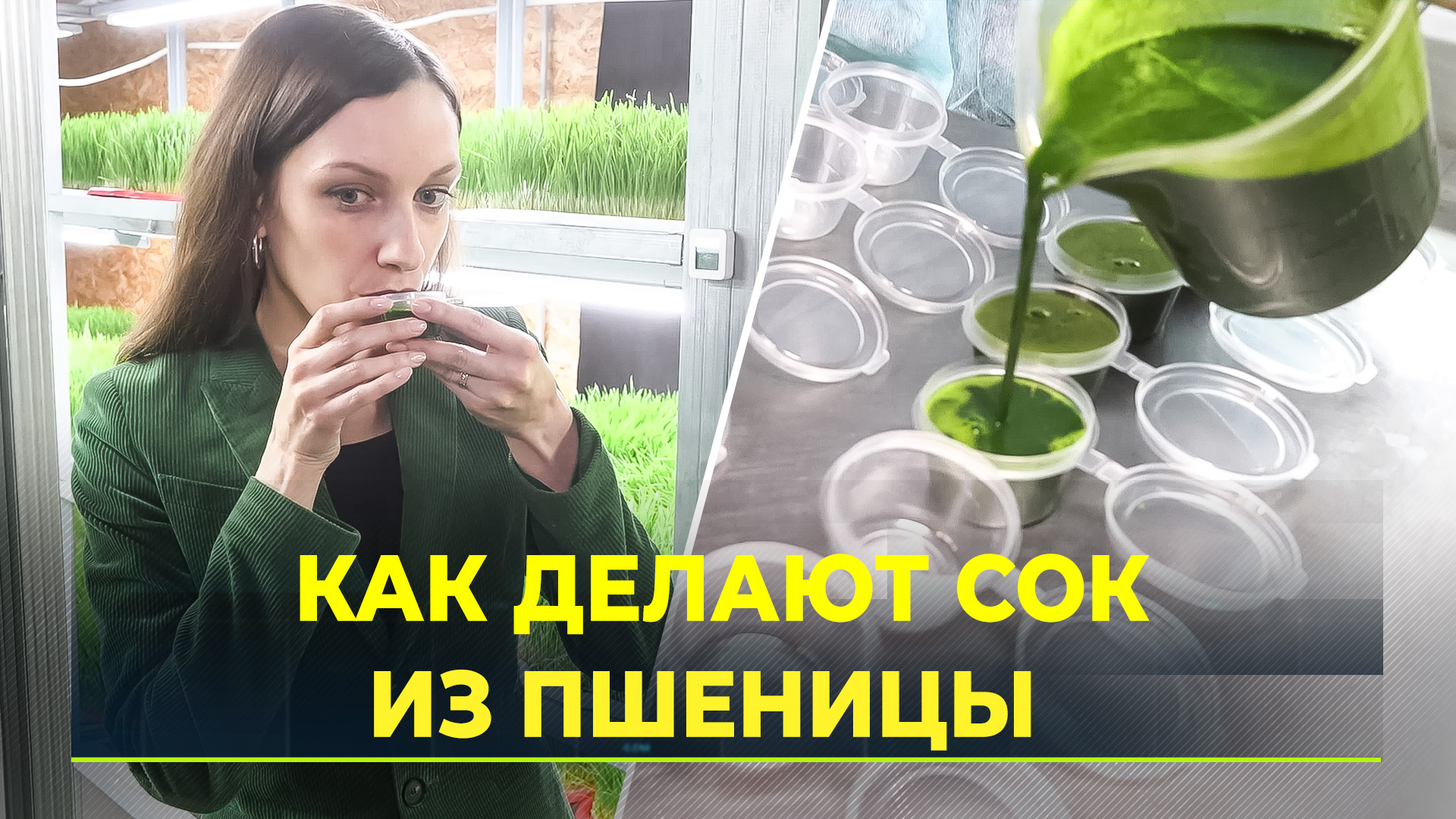 В Тюмени производят сок из ростков пшеницы