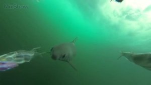 5 ШОКИРУЮЩИХ НАХОДОК В ЖЕЛУДКАХ АКУЛ