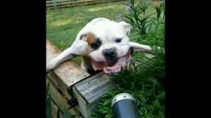 Пес и мощная воздуходувка