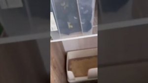 Туалеты для кошек с пеленками, рекомендую !