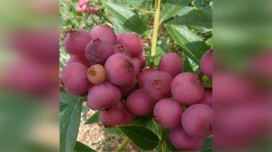 Голубика Пинк Лимонад Pink Lemonade