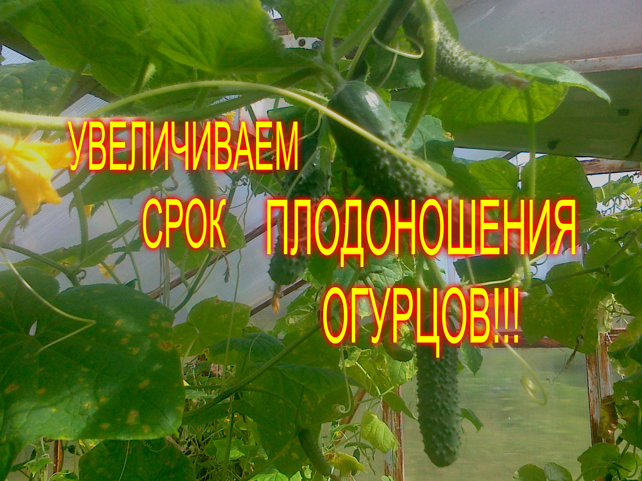Канал любимая усадьба. Моя любимая усадьба