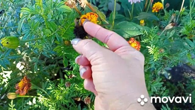 Грибы в сушилку.8 октября начали обрезать виноград.Что в бане.Розы к зиме готовлю.Улов. смотреть онлайн