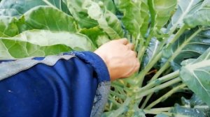 ЧТО НУЖНО СДЕЛАТЬ В АВГУСТЕ ДЛЯ ТОГО ЧТОБЫ БРЮССЕЛЬСКАЯ КАПУСТА ЗАВЯЗАЛА КОЧАНЫ? НЕ ПРОПУСТИТЕ!