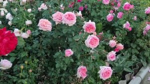 РОЗЫ Д. ОСТИНА. ВСЕ ЗА И ПРОТИВ.