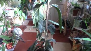 ВЫРАЩЕНА ИЗ КОСТОЧКИ.  МУШМУЛА.