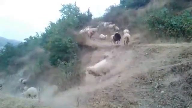 Пастух красавчик управляет овцами в Армении, город Горис \ shepherd in Armenia
