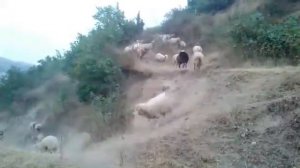 Пастух красавчик управляет овцами в Армении, город Горис \ shepherd in Armenia