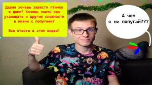 Что нужно знать перед тем, как завести в доме попугая?