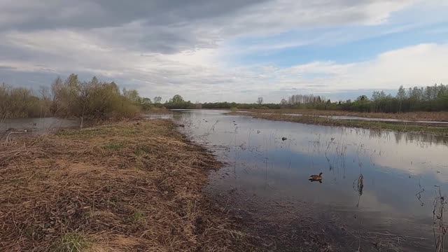 Закрытие весенней охоты! Подсадная удивила - снесла яйцо! смотреть онлайн