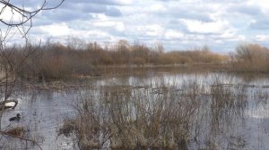 Весенняя охота на селезня 2021 с подсадной уткой. мр155 удачная охота