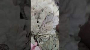 Дубовый веник сплошная обмотка ручки