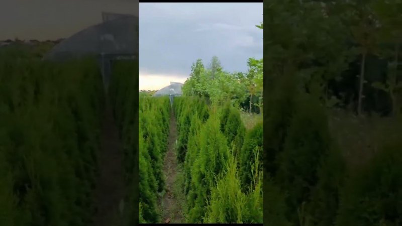 Туи под копку