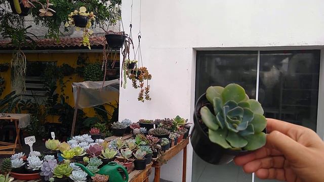 ECHEVERIA 'CAMALEON' e Como ADAPTAR AS SUCULENTAS RECEBIDAS 💚 смотреть онлайн