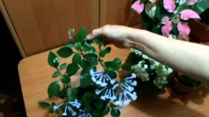 ПЛЕКТРАНТУС ВРЕМЯ ЦВЕТЕНИЯ УХОД  'Mona Lavender'