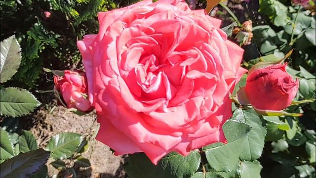 РОЗА ДИ ДИ БРИДЖУОТЕР | Обзор сорта: Роза Ди Ди Бриджуотер (Dee Dee Bridgewater) смотреть онлайн